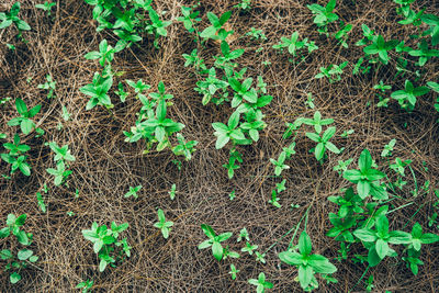 High angle view of plants growing on land