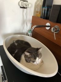 High angle view of cat on table