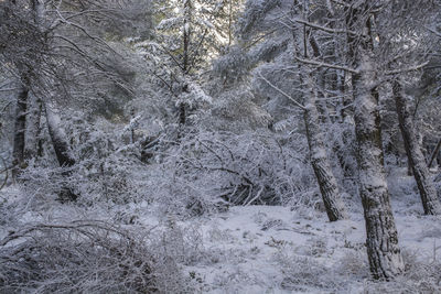 Snow covered trees in forest