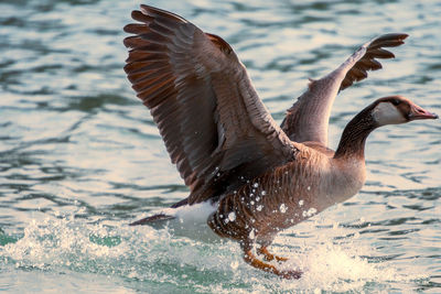 Close-up of bird flying over sea