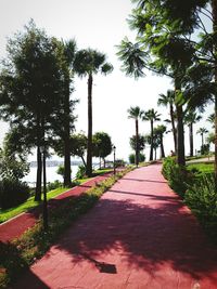 Footpath amidst trees