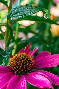 Close-up of purple coneflower blooming outdoors