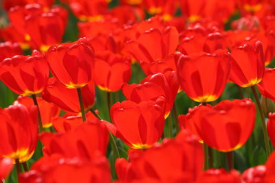 Detail shot of flowers