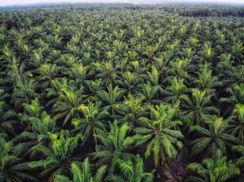 High angle view of palm trees on landscape