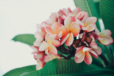 Close-up of pink flowering plant