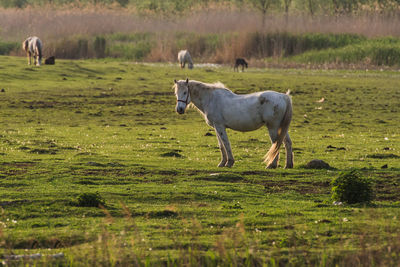 Horses in a field