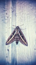 Close-up of insect on wall