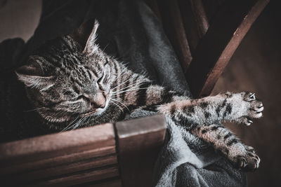 Close-up of cat sleeping