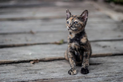 Cat sitting on wood