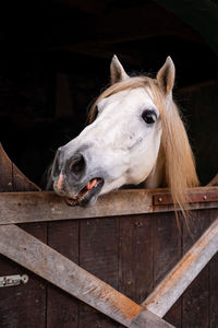Horse looking out of outdoor box, cute animals, lusitano breed.