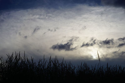 Low angle view of silhouette plants on field against sky