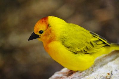 Close-up of parrot perching on yellow leaf