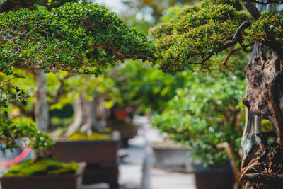 Bonsai close together. 