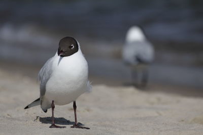 Close-up of bird