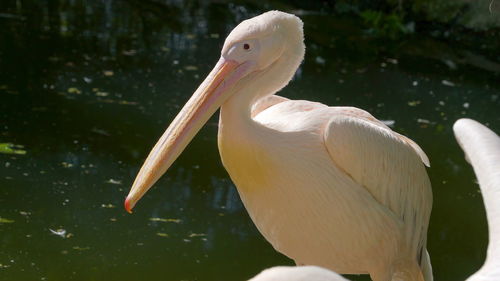 Close-up of pelican in lake