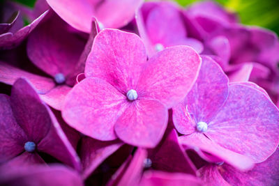 Close-up of pink hydrangea flowers