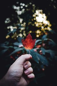 Close-up of cropped hand holding autumn leaf in forest