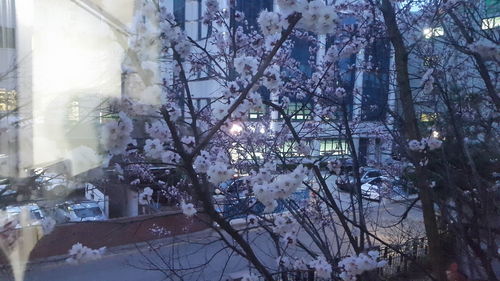 Close-up of flower tree in city