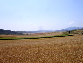 Scenic view of field against sky