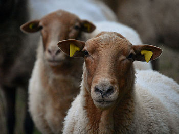 Close-up portrait of cow