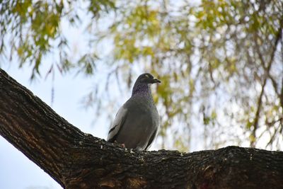 Low angle view of bird perching on tree against sky