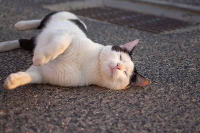 Close-up of cat resting