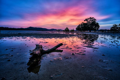 Driftwood on beach against sky during sunset