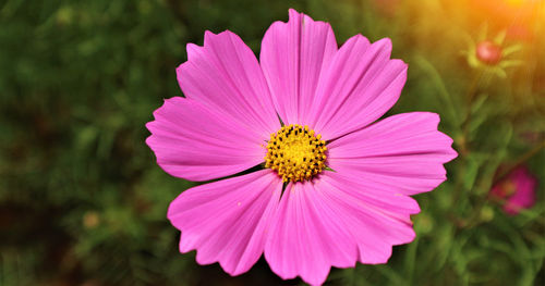 Close-up of pink cosmos flower