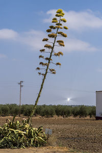 Plants growing on field against sky