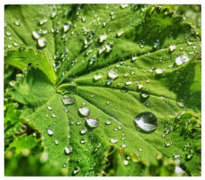 Close-up of water drops on leaf