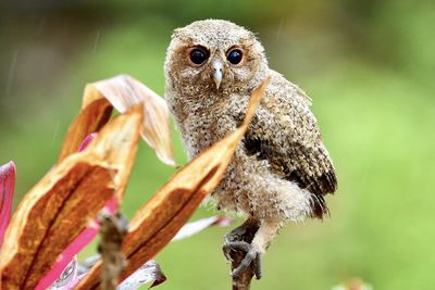 Close-up of owl perching on plant