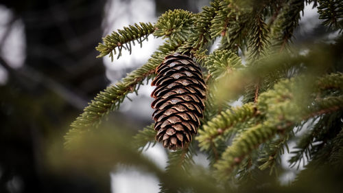 Close-up of pine tree