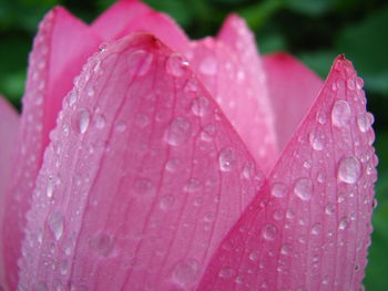 Close-up of water drops on pink lotus flower petal