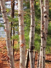 View of bamboo trees in forest