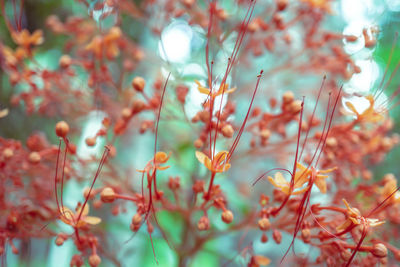 Close-up of leaves on plant during autumn