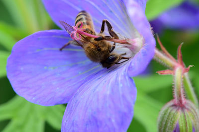 Close-up of bee pollinating on purple flower