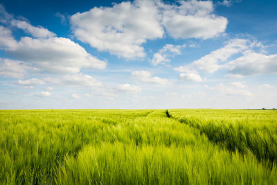 Scenic view of agricultural field against sky