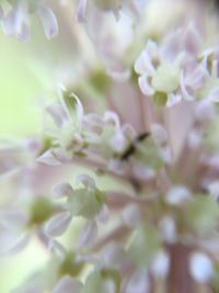 Close-up of flowers