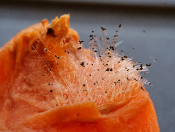 Focus stacking of mould spores growing on papaya. 