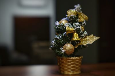 Close-up of potted plant on table