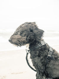 Close-up of dog on beach against sky