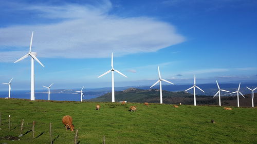 Windmills on field against sky