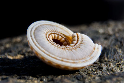 Close-up of snail