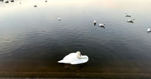 High angle view of swans swimming in lake