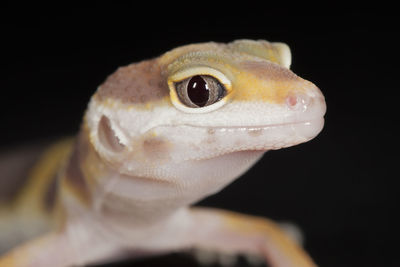 Close-up of a lizard