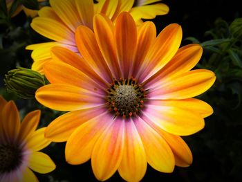 Close-up of yellow flower