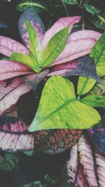 Close-up of leaves