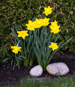 Directly above shot of yellow flowers on grass