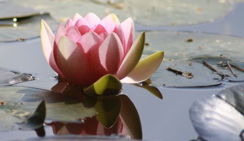 Close-up of pink lotus water lily