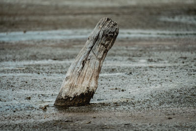 Close-up of driftwood on wood